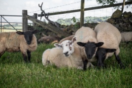 Mule ewe with Suffolk x lambs