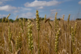 Wheat in barley field