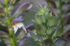Acanthus mollis - subtended spiny bracts -