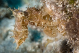 Octopus (juvenile)