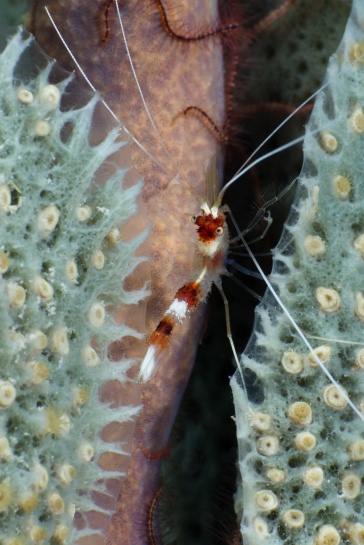 Banded Coral Shrimp, Sponge Brittle Star