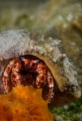 Blue-eye Hermit Crab