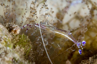 Pederson Cleaner Shrimp with eggs, Hermit Crab