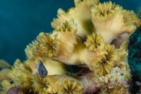 Bicolor Damselfish, Smooth Flower Coral