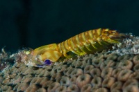 Dark Mantis Shrimp