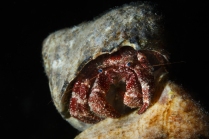 Whitespeckled Hermit Crab