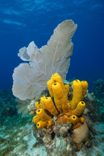 Common Sea Fan with Yellow Tube Sponge