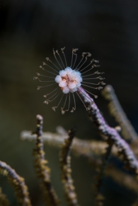 Solitary Gorgonian Hydroid