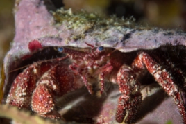 Whitespeckled Hermit Crab