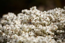 Anna's Blue on Pearly Everlasting