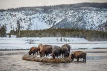 Patricia_Freysinger_Yellowstone-National-Park-landscape-18