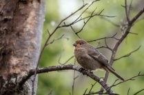 Patricia_Freysinger_Alaska-Birds-02