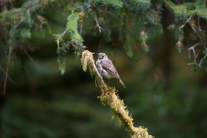 Patricia_Freysinger_Alaska-Birds-20