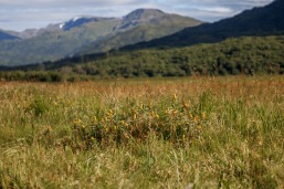 Patricia_Freysinger_Alaska-landscape-21